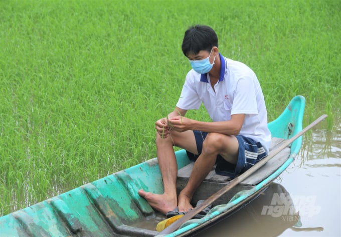 Huyện Hồng Dân đã lựa chọn được những vùng phù hợp để phát triển trồng lúa hữu cơ với diện tích hơn 800 ha. Ảnh: Quang Dũng.