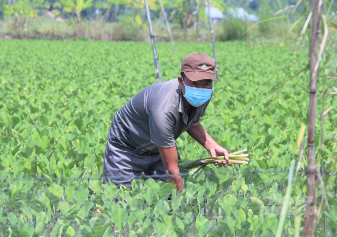 Người nông dân mạnh dạn từ bỏ trồng lúa chuyển sang sản xuất rau màu nhờ nguồn nước được kiểm soát. Ảnh: Đào Chánh.