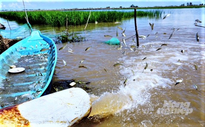 Mô hình nuôi cá linh mang lại hiệu quả kinh tế cao cho người dân vùng ĐBSCL. Ảnh: Quang Dũng.