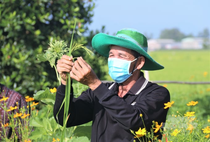 The 'rice fields with flower bank' model will attract useful insects to attrack harmful worms. Photo: Pham Hieu.