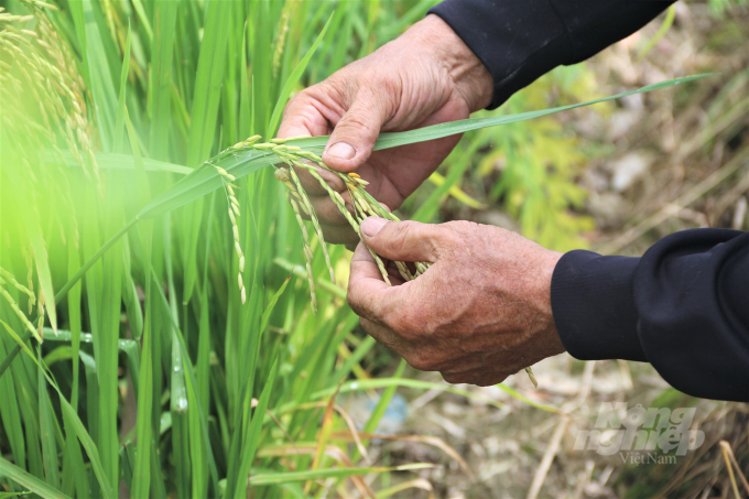 Giá phân bón, thuốc bảo vệ hiện đang tăng quá cao nên 'ruộng lúa bờ hoa' là cách làm hay để giảm chi phí. Ảnh: Phạm Hiếu.