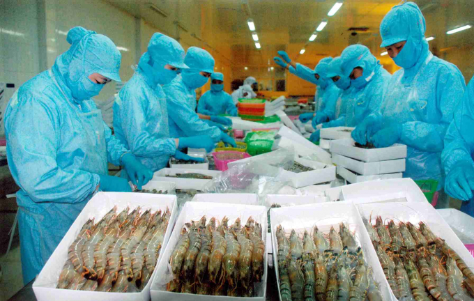 Seafood enterprises have faced uncertainty in this period. Photo: TL.