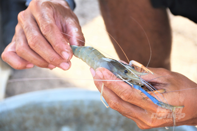 The transport of materials and shrimp seeds has been facing a lot of difficulties. Photo: Pham Hieu.