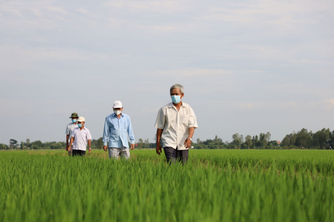 Sau 5 năm triển khai diện tích lúa áp dụng tiêu chuẩn SRP tại ĐBSCL đã tăng từ 25ha lên 4.300ha với hơn 1.500 nông dân áp dụng. Ảnh: Trọng Linh.