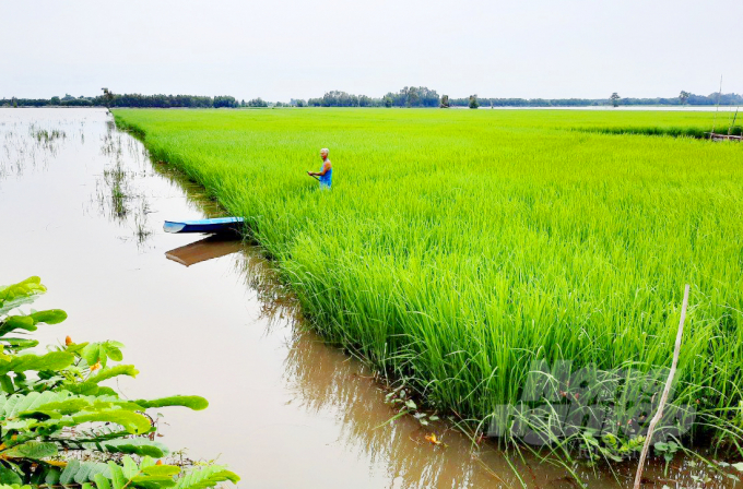 The Mekong Delta will be able to move towards sustainable agriculture after solving the issue of fertilizers and chemical pesticides abuse. Photo: Le Hoang Vu.