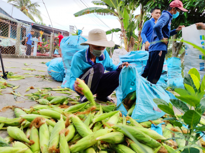 MARD is drafting the Prime Minister's Decision approving the project to improve the climate change adaptation capacity of agricultural cooperatives in the Mekong Delta, for the 2021-2025 period. Photo: Le Hoang Vu.