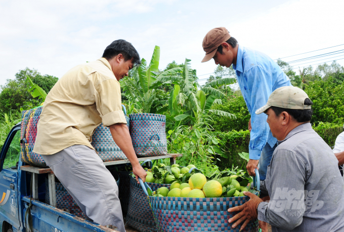 HTX Nông sản sạch Vĩnh Thới (huyện Lai Vung, tỉnh Đồng Tháp) chuyên cung cấp trái cây sạch. Ảnh: Lê Hoàng Vũ.