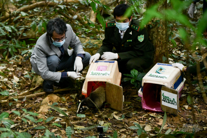 Re-releasing masked palm civets to the natural habitat. Photo: Tung Dinh.
