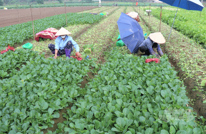 HTX Dịch vụ Tổng hợp Đông Cao có khoảng 200 ha trồng rau tại xã Tráng Việt, huyện Mê Linh, TP. Hà Nội. Ảnh: Phạm Hiếu.