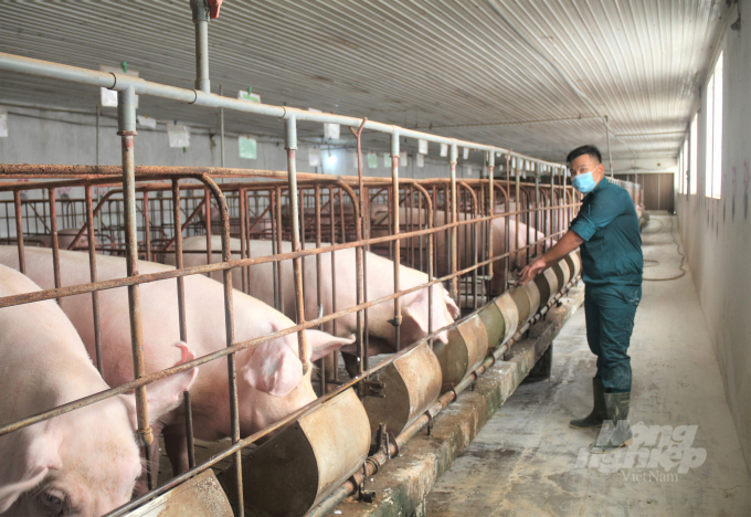 Ngành chăn nuôi phải đảm bảo các nhu cầu thiết yếu về thực phẩm cho thị trường trong nước; duy trì chăn nuôi lợn và gia súc lớn. Ảnh: Phạm Hiếu.
