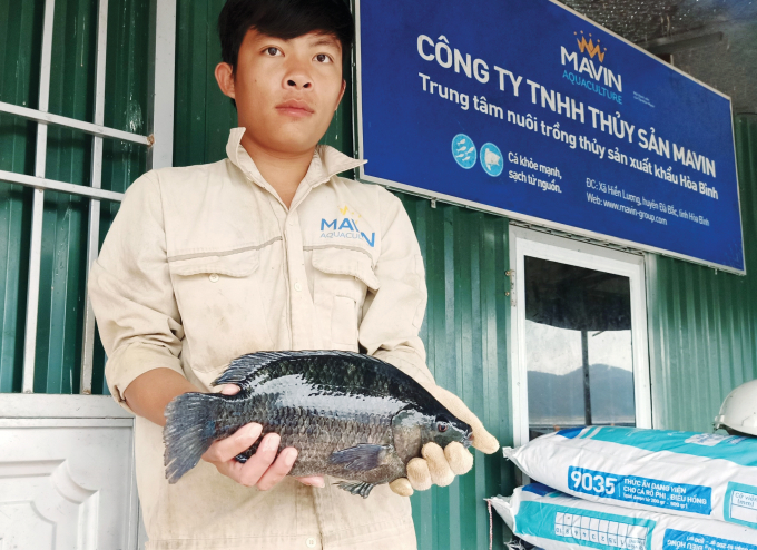 Cá rô phi màu đen sẫm màu nuôi sạch bằng công nghệ lồng tròn Na Uy trên hồ thủy điện Hòa Bình. Ảnh: Mavin.