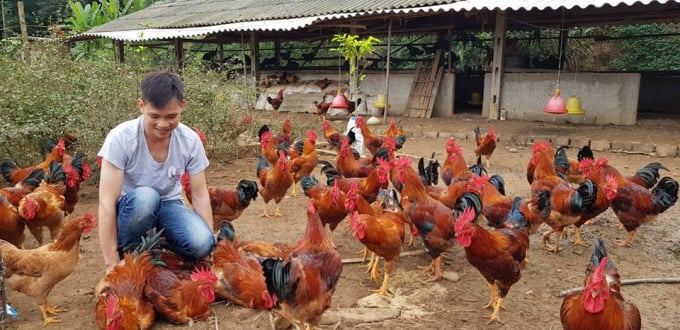 Giá gà lông màu tại Vĩnh Phúc những ngày gần đây tăng lên xung quanh 50.000 đồng/kg. Ảnh: NH.