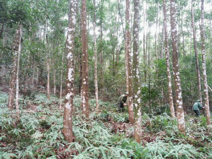 Bảo vệ, phát triển rừng đặc dụng gắn với phát triển kinh tế, du lịch sinh thái bền vững. Ảnh: TCLN.