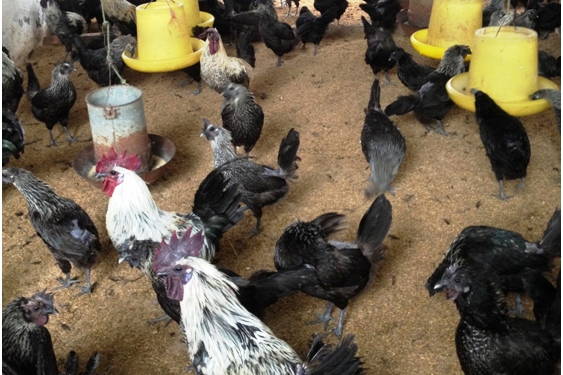 Giống gà H'Mông đâng được lưu giữ, nuôi tại Trung tâm Thực nghiệm và Bảo tồn vật nuôi. Ảnh: Nguyên Huân.