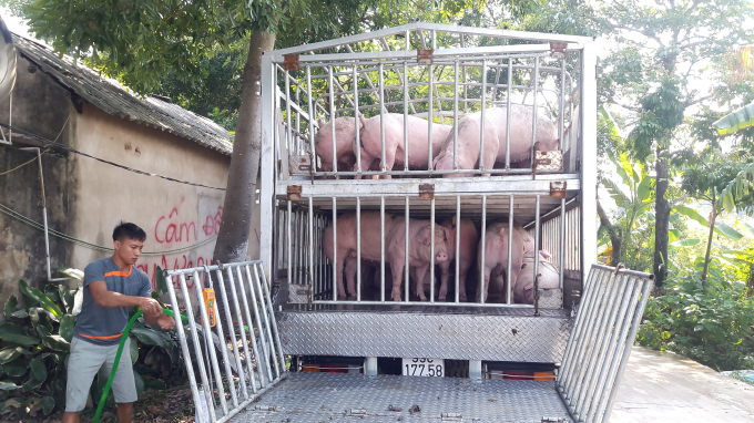 Tập đoàn Dabaco Việt Nam chính thức thông báo mức giá bán lợn hơi từ ngày ngày 1/4 trung bình 70.000 đồng/kg. Ảnh: Nguyên Huân.