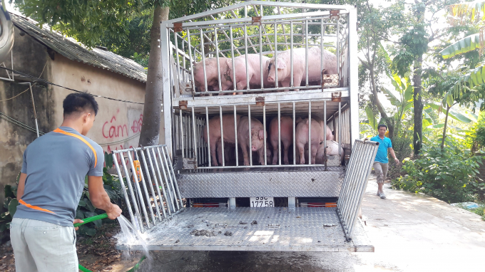 Bộ NN-PTNT đề nghị Chủ tịch UBND các tỉnh, thành phối hợp thực hiện đúng chỉ đạo của Thủ tướng Chính phủ để kiểm soát giá lợn thịt và thịt lợn. Ảnh: Nguyên Huân.