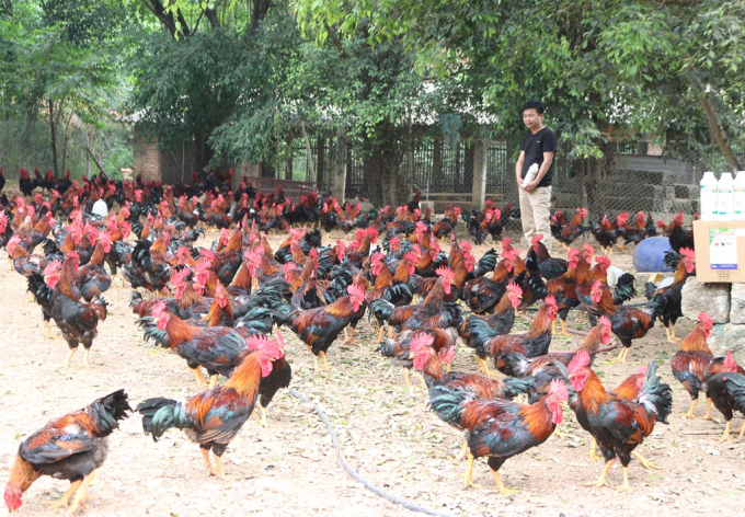 Các mô hình chăn nuôi gà của Khuyến nông năm 2020 số hộ tham gia tối thiểu phải đạt VietGAP 30%. Ảnh: Nguyên Huân.