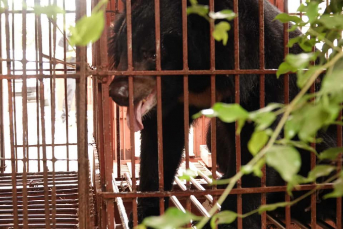 Hiện 3 cá thể gấu được cứu hộ tại tỉnh Nam Định đã về đến Trung tâm cứu hộ Gấu Việt Nam an toàn. Ảnh: Animals Asia.