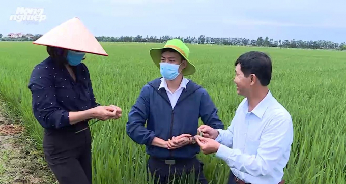 Bộ NN-PTNT chỉ đạo các địa phương tập trung thu hoạch nhanh gọn diện tích lúa đã chín theo phương châm 'Xanh nhà hơn già đồng'. Ảnh: Lê Bền.