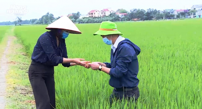 Trước diễn biến bất thường của thời tiết, Bộ NN-PTNT đề nghị các địa phương chủ động bảo vệ trà lúa Đông Xuân, đảm bảo an ninh lương thực. Ảnh: Nhật Quang.