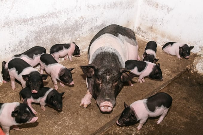 Ngoại chọn lợn thịt làm lợn nái, dùng lợn Móng Cái và lợn VCN-MS15 làm nái cũng là giải pháp khá tốt hiện nay. Ảnh: Hưng Giang.