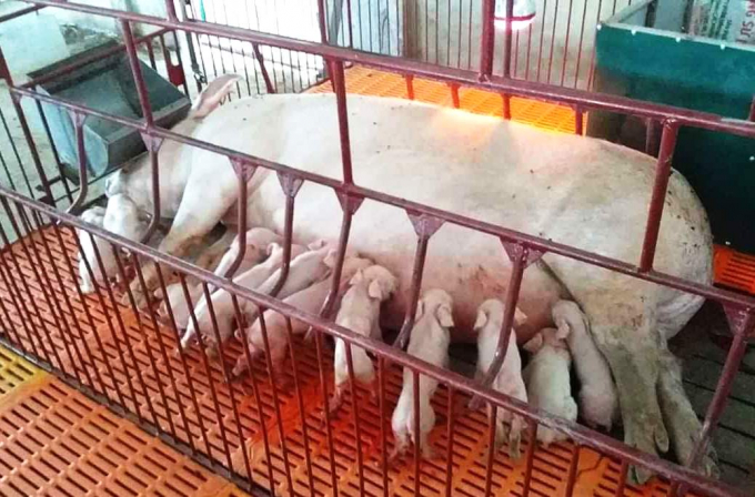 Để bù đắp nguồn cung con giống thiếu hụt, một số địa phương có thể tính đến chính sách hỗ trợ chọn lợn thịt thành lợn nái. Ảnh: Hưng Giang.