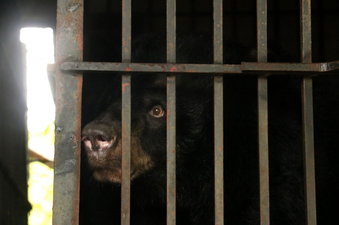 Hai cá thể gấu đã được nuôi nhốt trong 20 năm nay. Ảnh: AAF.