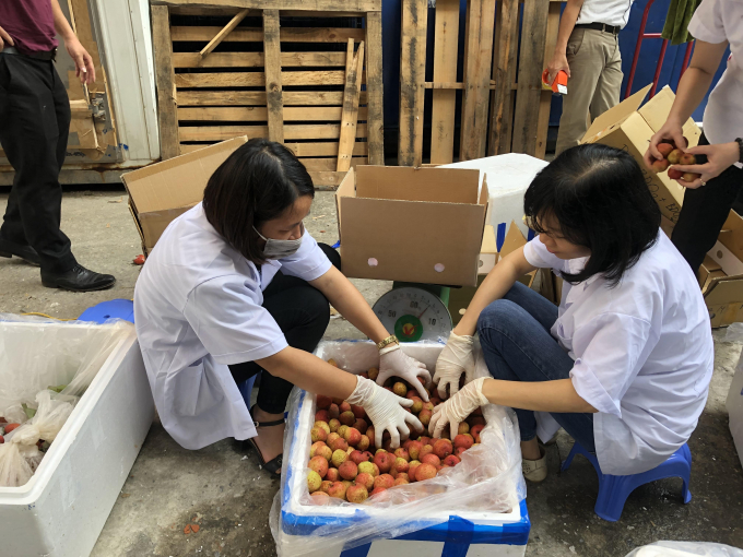 Hiện mọi quy trình, điều kiện, thủ tục xuất khẩu quả vải tươi Việt Nam sang Nhật Bản đã sẵn sàng, chỉ đợi chuyên gia Nhật sang kiểm tra, giám sát. Ảnh: Ppd.