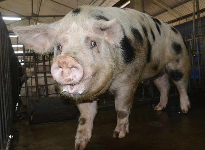 Viện Chăn nuôi hiện lưu giữ giống gốc bao gồm cả lợn và gia súc gia cầm. Ảnh: Minh Phúc.