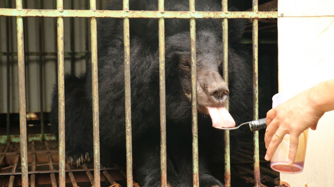 Hoa Gạo được cơ quan Kiểm lâm xác nhận là cá thể gấu nuôi nhốt cuối cùng tại tỉnh Gia Lai. Ảnh: AAF.