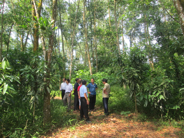 Tham quan mô hình trồng rừng gỗ lớn tại Bắc Giang. Ảnh: Lê Sỹ Hồng.