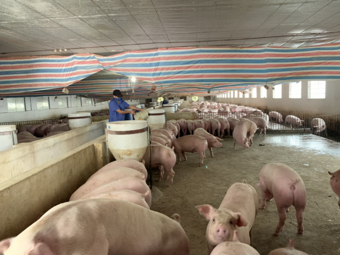 6 tháng cuối năm 2020 ngành chăn nuôi tiếp tục đẩy mạnh tăng đàn, tái đàn chăn nuôi lợn để sớm đáp ứng đủ nhu cầu tiêu thụ thịt lợn trong nước. Ảnh: Nguyên Huân.