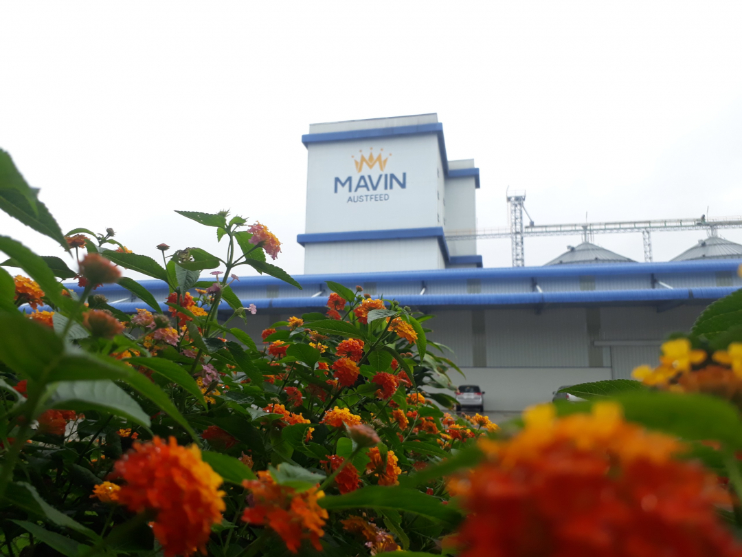 Các nhà máy thức ăn chăn nuôi của Mavin luôn đảm bảo xanh, sạch, đẹp, thân thiện môi trường theo tiêu chí 3 không, không bụi, không mùi, không chất thải.