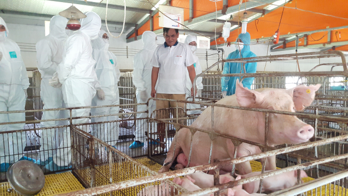 Việt Nam cần phải tăng khoảng nửa triệu con lợn nái mới cơ bản cân bằng được thị trường. Ảnh: Nguyên Huân.