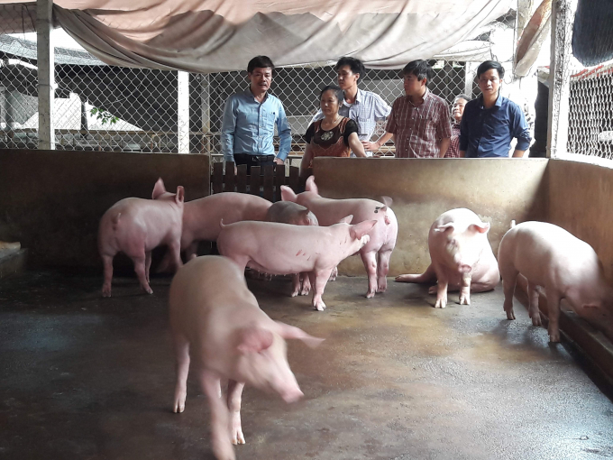 Hiện nhiều địa phương không mặn mà với các dự án đầu tư chăn nuôi lợn do nguy cơ ô nhiễm mà lại không đem lại nguồn thu ngân sách cho tỉnh, thành. Ảnh: Nguyên Huân.