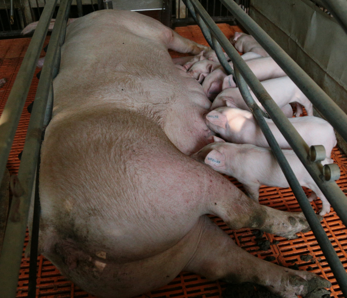 Con giống khan hiếm và giá cao cũng là một rào cản khiến việc tái đàn chăn nuôi lợn gặp khó khăn. Ảnh: Thụy Phương.