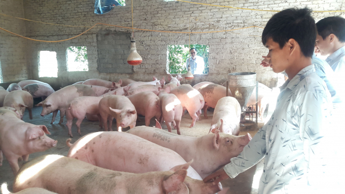 Cả nước đã có 98% số xã đã công bố hết dịch, bảo đảm các điều kiện cho chăn nuôi lợn tái đàn. Ảnh: Nguyên Huân.