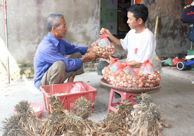 Tỏi An Thịnh, huyện Lương Tài là sản phẩm đầu tiên của tỉnh Bắc Ninh, là 1 trong 84 sản phẩm được cấp bảo hộ sở hữu trí tuệ dưới hình thức chỉ dẫn địa lý của cả nước. Ảnh: Ngọc Hải.