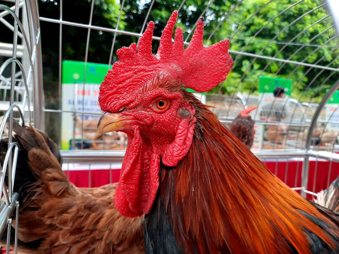 Gà Mía là giống gà quý có nguồn gốc tại TX Sơn Tây, TP. Hà Nội với bộ mào cờ đỏ tía đặc trưng. Ảnh: Nguyên Huân.