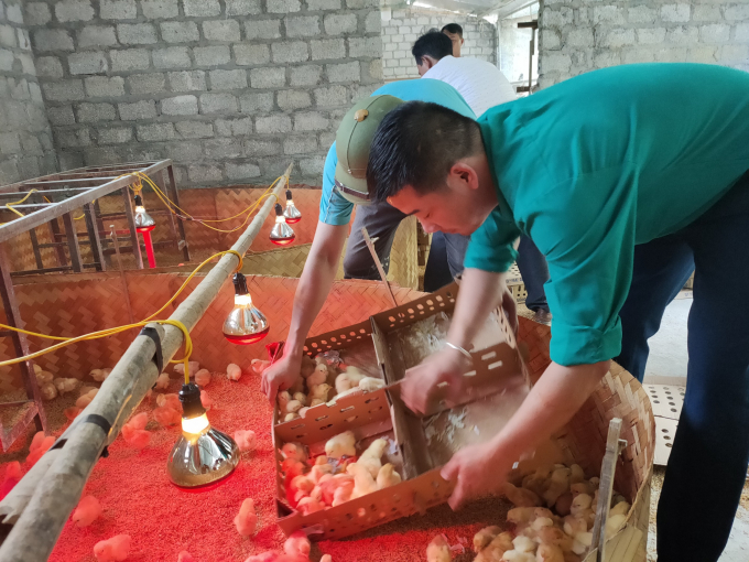 Cán bộ chăn nuôi thú y địa phương và cán bộ kỹ thuật Tập đoàn Dabaco Việt Nam sẽ hỗ trợ úm gà 28 ngày trước khi bàn giao cho người dân. Ảnh: Dabaco.