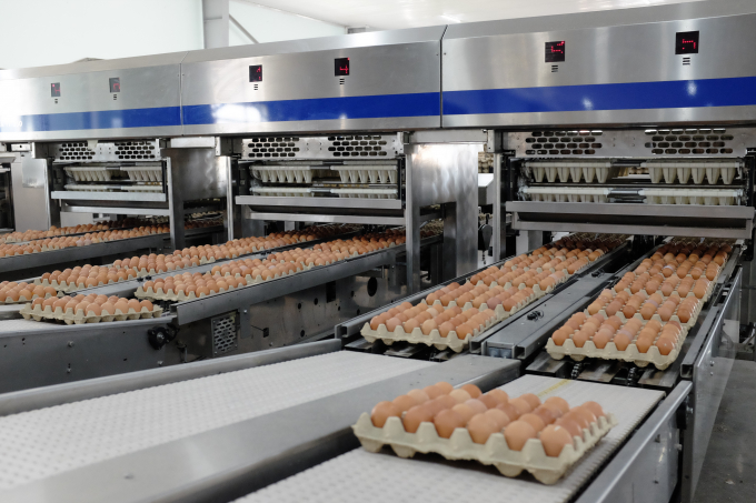Sản lượng trứng của Công ty TNHH Gia cầm Hòa Phát, đơn vị thành viên của Tập đoàn Hòa Phát trong tháng 10 đã tăng lên trên 22% so với cùng kỳ, giữ vững thị phần số 1 về sản lượng trứng gà ở phía Bắc. Ảnh: HPG.