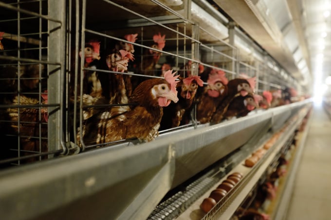 Từ năm 2017 đến nay, Công ty TNHH Gia cầm Hòa Phát đã nhập 7 lô gà giống bố mẹ từ Anh, riêng trong năm 2020, Công ty đã nhập 2 lô vào cuối tháng 3 và đầu tháng 10. Ảnh: HPG.
