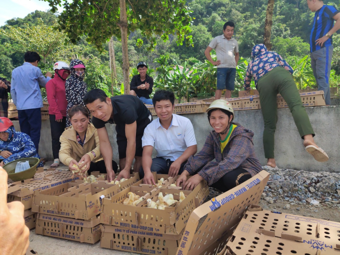 Mavin sẽ cung cấp cho người nông dân 100.000 con gà giống Ri Mavin 233 và các hỗ trợ kỹ thuật cho bà con nông dân chăn nuôi thành công. Ảnh: Toan Vũ.