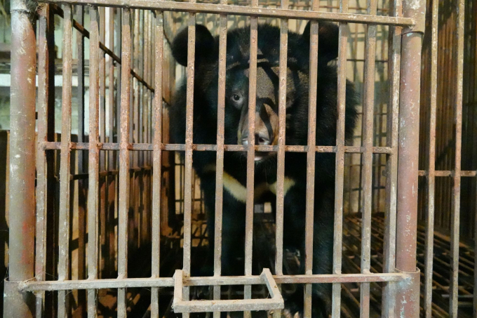 Trong biên bản ghi nhớ, Tổ chức Động vật Châu Á và Tổng cục lâm nghiệp đặt mục tiêu hấm dứt 100% số trại gấu còn lại trên địa bàn cả nước vào năm 2022. Ảnh: AAF.