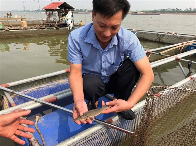 Lãnh đạo Chi cục Thủy sản Bắc Ninh kiểm tra mô hình thí điểm nuôi cá tầm nước lạnh trên sông Đuống. Ảnh: TSBN.