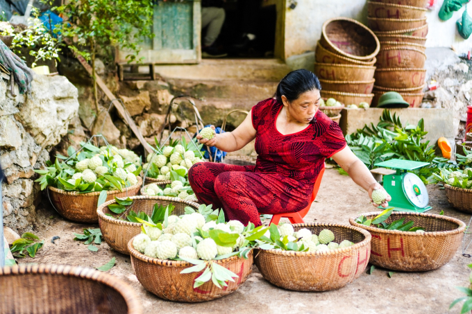 Cây na đang mang lại thu nhập rất tốt cho người nông dân khi luôn bán được giá cao. Ảnh: Nguyễn Bắc.