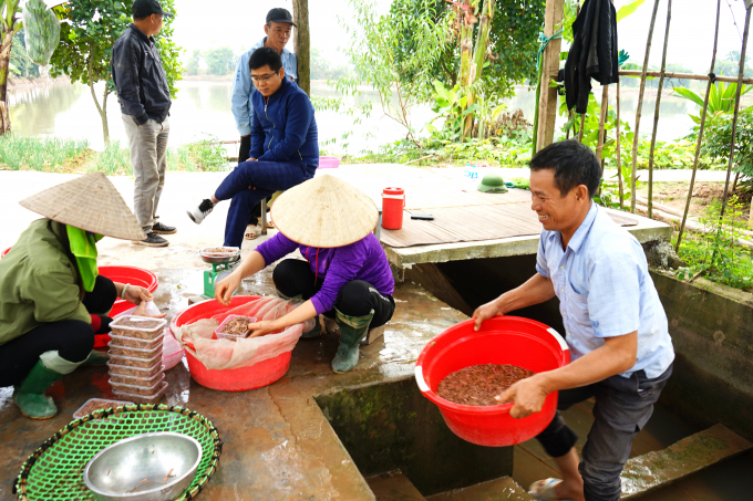 Rươi Tứ Kỳ bán tại ruộng có giá từ 400 - 500 nghìn đồng/kg. Ảnh: Hoàng Dân.