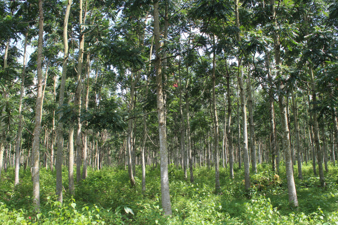 Năm 2021 ngành Lâm nghiệp sẽ cương quyết đề xuất thu hồi, đưa ra khỏi quy hoạch những dự án có chuyển mục đích sử dụng rừng nhưng hoạt động không hiệu quả, để xảy ra tình trạng phá rừng, mất rừng, xâm lấn đất rừng, tạo thành điểm nóng kéo dài. Ảnh: TCLN.