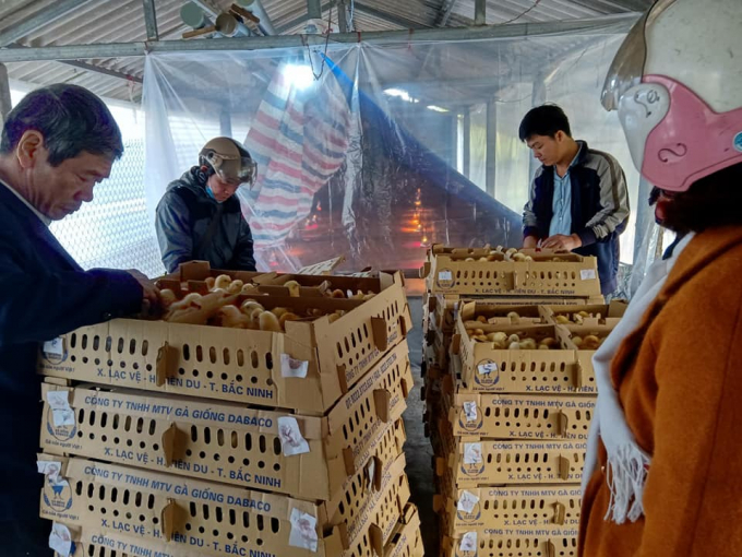 Bàn giao gà giống do Công ty CJ Vina Agri hỗ trợ các tỉnh miền Trung khắc phục hậu quả mưa bão năm 2020. Ảnh: Như Phán.