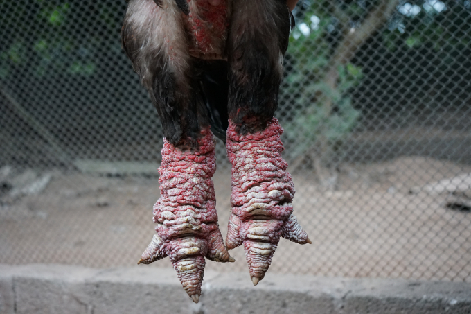 Với đôi chân vay to độc đáo, sản phẩm gà Đông Tảo tại trang trại của anh Vũ nhiều lần được xuất hiện trên báo đài nổi tiếng của thế giới. Ảnh: Hoàng Dân.